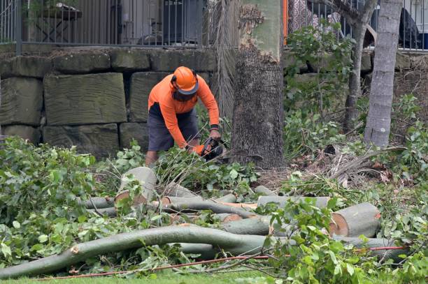 How Our Tree Care Process Works  in  Poquott, NY